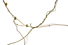Spiral Twisted Jungle Tree Branch, Vine Liana Plant Isolated On White Background, Clipping Path Included