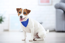 Beautiful Jack Russell Terrier Dog With Bandana Sitting At Home