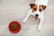 Beautiful Jack Russell Terrier dog with dry food in bowl