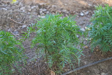 Sticker - Small tree of marigold flower 