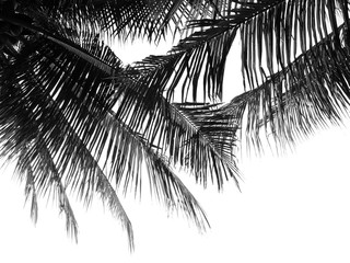 beautiful palms leaf on white background