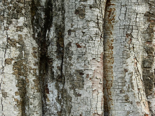 trunk of bodhi tree