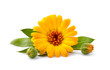 Calendula. Flowers with leaves isolated on white background