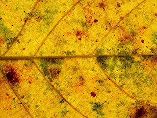 autumn leaf texture closeup