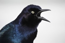 Male Boat Tailed Grackle Calling