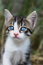 Portrait Of A Cute Striped Kitten With Big Intense Blue Eyes