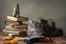 Adorable Gray Kitty In Glasses And Old Books