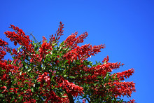 View Of The Red Flowers Of The Erythrina Tree