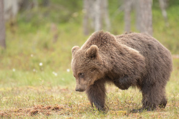 Wall Mural - Young Brown bear (Ursus arctos) scratching because of an insect bite