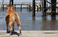 Good Dog Standing On A Dock