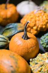 Wall Mural - many pumpkin and squash selection