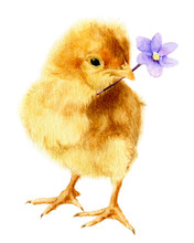 Picture Of A Fluffy Chicken With A Light-blue Flower (hepatic Flower) In Its Beak Hand Drawn In Watercolor Isolated On A White Background. Watercolor Easter Illustration
