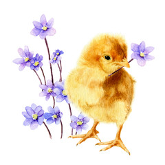 Picture of a fluffy chicken with a light-blue flowers (hepatic flowers)  hand drawn in watercolor isolated on a white background. Watercolor Easter illustration