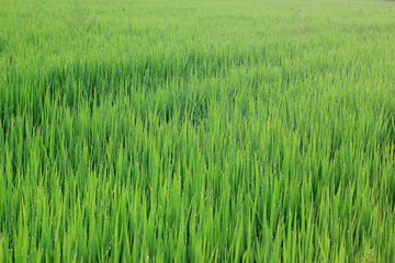 Rice green field and paddy rice for natural background.