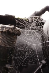spider on web
