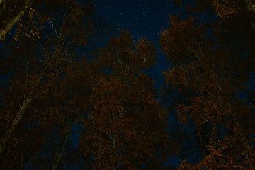 Wall Mural - starry night sky taken looking up through pine trees