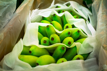 unripe green yellow bananas on the market counter