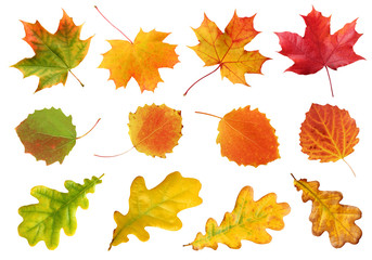 Wall Mural - collection of autumn leaves of oak, maple and aspen isolated on white background.