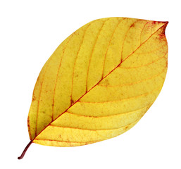 Wall Mural - yellow buckthorn leaf isolated on white background. autumn