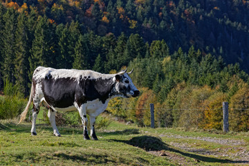 Sticker - Vache de race Vosgienne