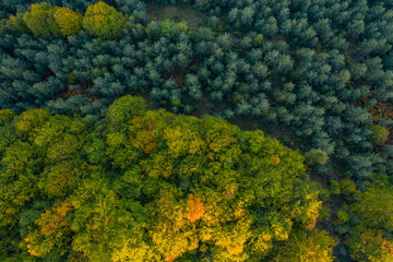 Aerial photography of colourful trees in the woods during the autumn