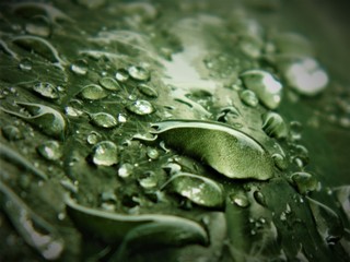 water drops on leaf