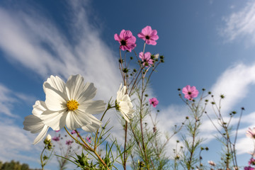 Canvas Print - Fleurs d'ornement dans une prairie