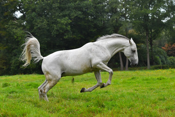 Wall Mural - White horse jumping forward happily in the green field in gallop.