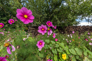 Poster - Fleurs d'ornement dans un verger