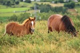 Fototapeta Konie - horses on pasture