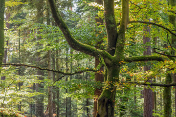 Wall Mural - Forêt au début de l'automne