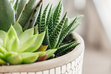 Potted Succulents In Concreate Decorative  Planter