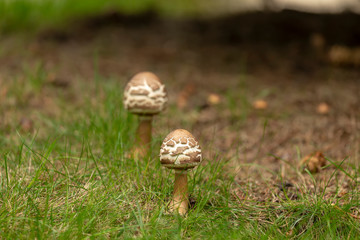 Canvas Print - Wild Mushroom in Wisconsin autumn forest