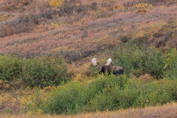 Wall Mural - Alaska Yukon Bull Moose in Autumn