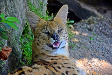 Wild Cat Leptailurus Serval Head Close Up