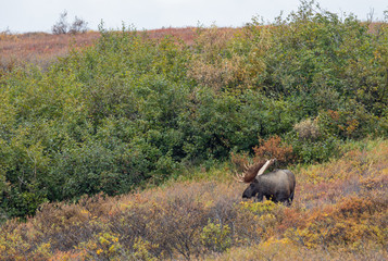 Wall Mural - Alaska Yukon Bull Moose in Autumn