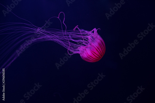 jellyfish in a deep dark blue water Tableau sur Toile