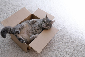 Cute grey tabby cat in cardboard box on floor at home