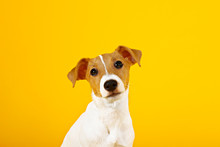 Cute Two Months Old Jack Russel Terrier Puppy With Folded Ears. Small Adorable Doggy With Funny Fur Stains Isolated On Yellow Background. Close Up, Copy Space.