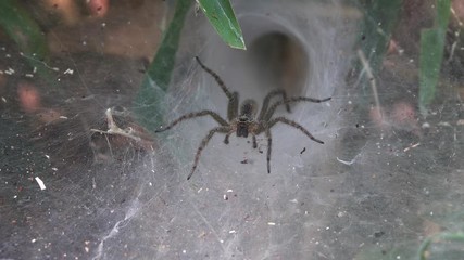 funnel web spider guarding nest in thailand, 4k