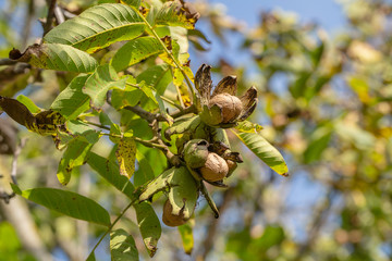 Branch of ripe open walnuts on tree in garden. Growing walnuts on the branch of a walnut tree in fruit garden, close up