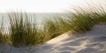 Green Grass On The Beach With Shallow Depth Of Field And Sea In The Background
