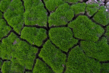 Wall Mural - Green grass grow on cracked soil background texture. Element of design