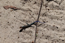 Blue Salamander In The Sand