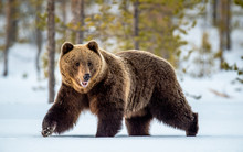 Wild Adult Brown Bear Walking In The Snow In Winter Forest. Adult Big Brown Bear Male. Scientific Name: Ursus Arctos. Natural Habitat. Winter Season