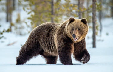 Wall Mural - wild adult brown bear walking in the snow in winter forest. adult big brown bear male. scientific na