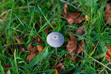 A Pleated Inkcap Or Parasola Plicatilis Mushroom