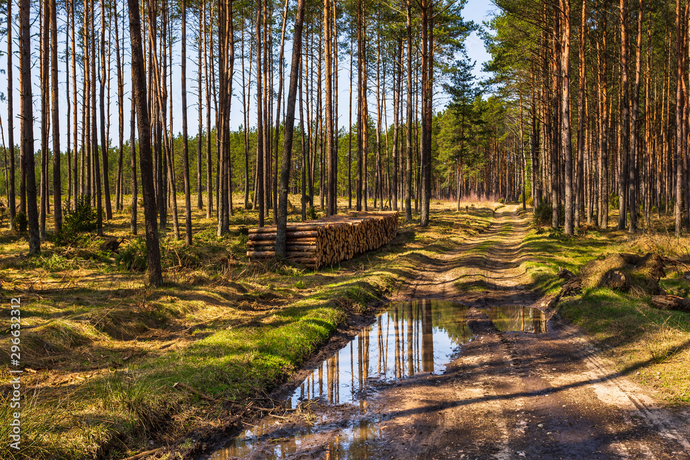 Glade road in the middle of the forest, Pomerania, Poland. - obrazy, fototapety, plakaty 