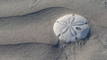Sand Dollar (Dendraster Excentricus) Shell (endoskeleton) On Sand Dollar Beach,  Magdalena Island In Baja California, Mexico.