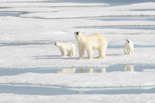Wild Polar Bear (Ursus Maritimus) Mother And Cub On The Pack Ice
